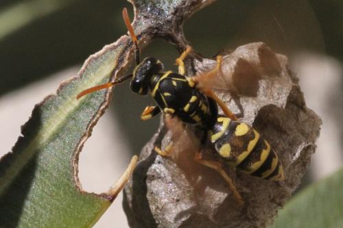 Polistes dominula